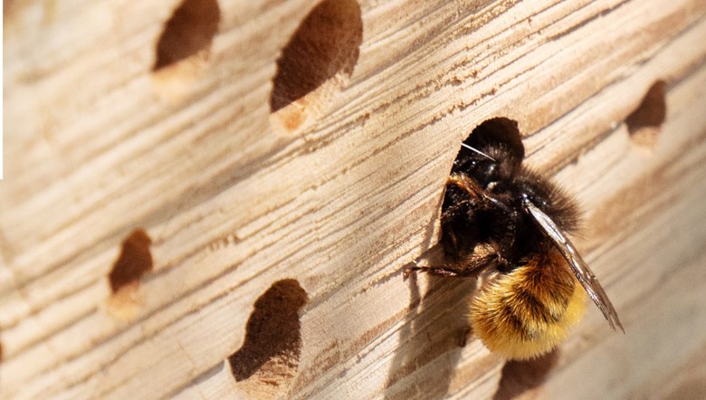 ett bi tittar in i ett hål i en bräda