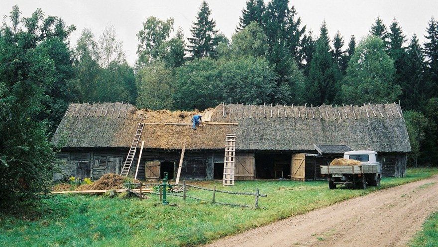 Mot bakgrund av blandskog syns en lång ladugård med stort vasstak under omläggning. En person i blå overall står på taket. Till höger i bild en äldre lastbil.