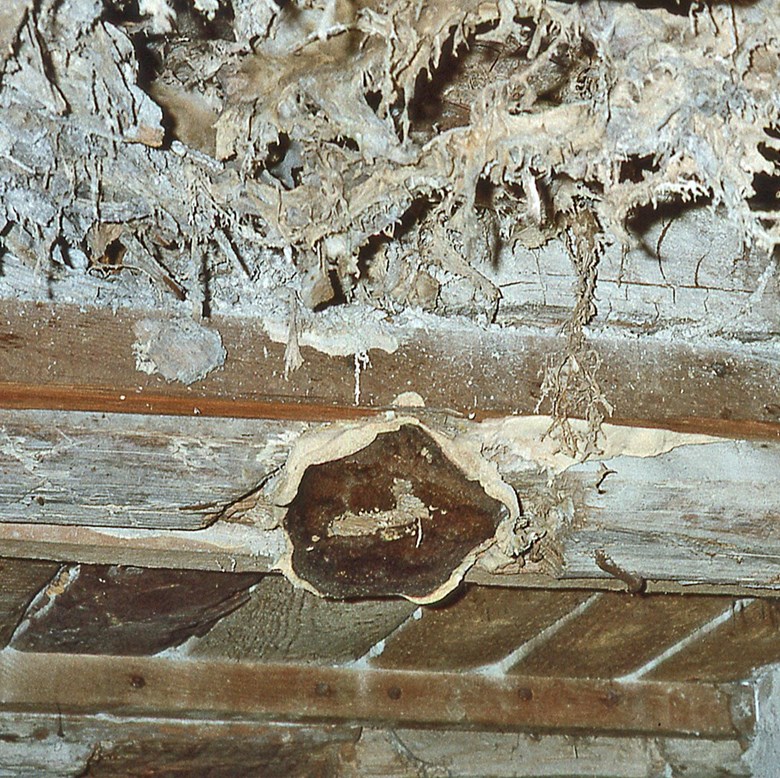 Undertak i trä med stort gulvitt bestånd av hussvamp