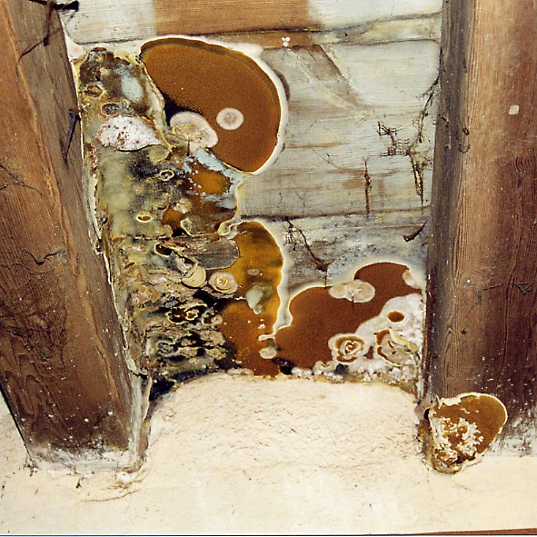 En putsad vägg och ålderdomligt undertak i trä. På trätaket är ett stort bestånd av gul-orange hussvamp