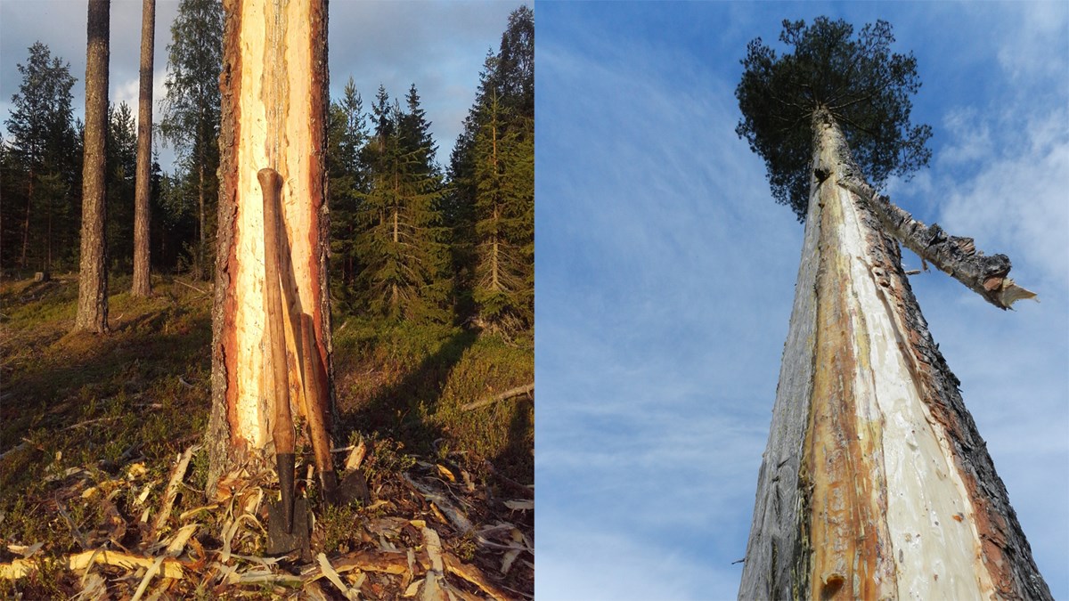 Två foton av en tall där en lång remsa bark är bortskavd