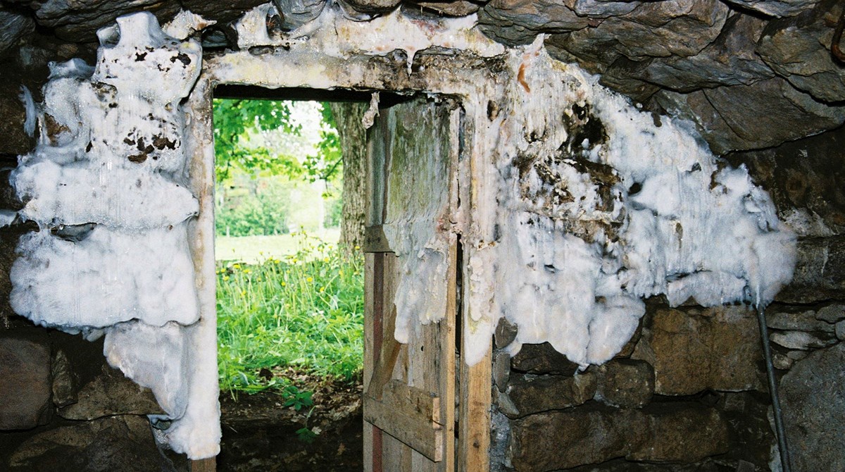 Matkällare i sten med en öppen dörr, runt dörren är ett stort vitt hussvampsbestånd
