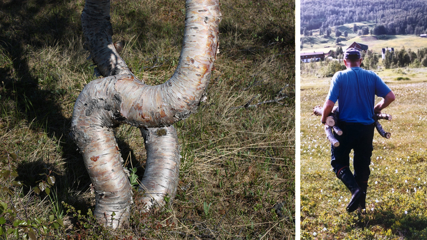Två krokiga björkstammar och en man som bär på krokiga bitar av björk.